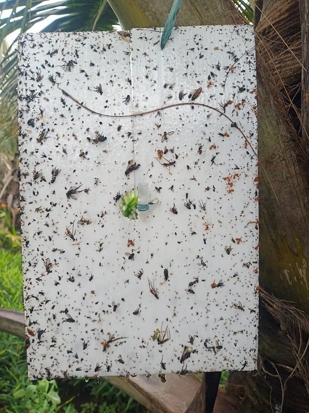 Farm White Sticky Trap