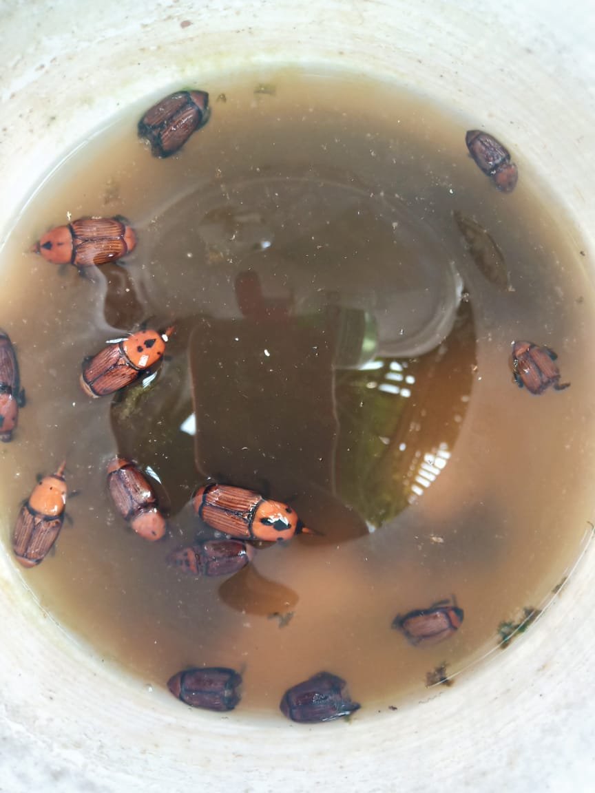 Farm RPW(Red palm weevil) Lure