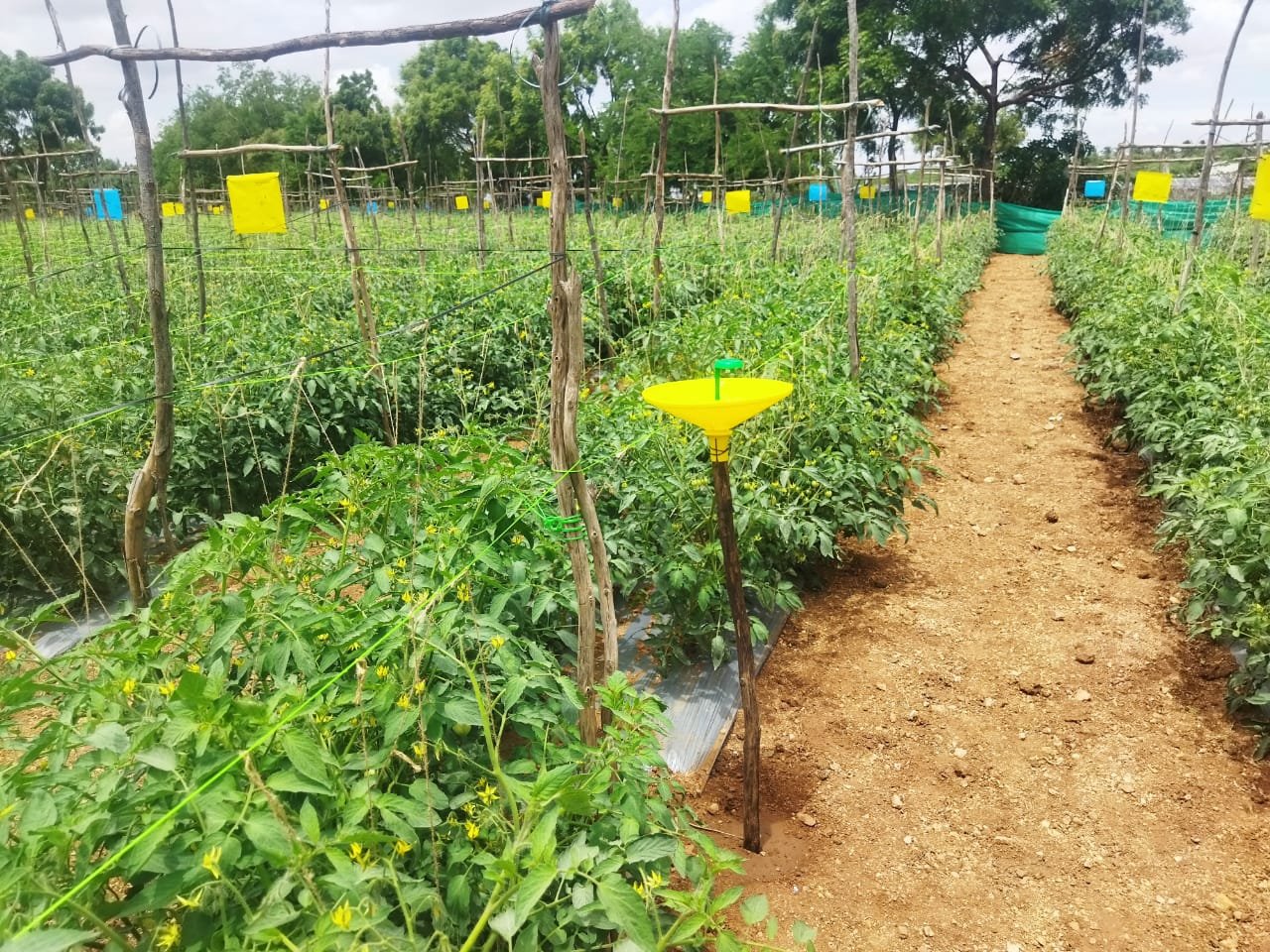 Farm Toom Lure + Water trap