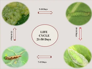 FARM DBM(DIOMOND BLACK MOTH) LURE