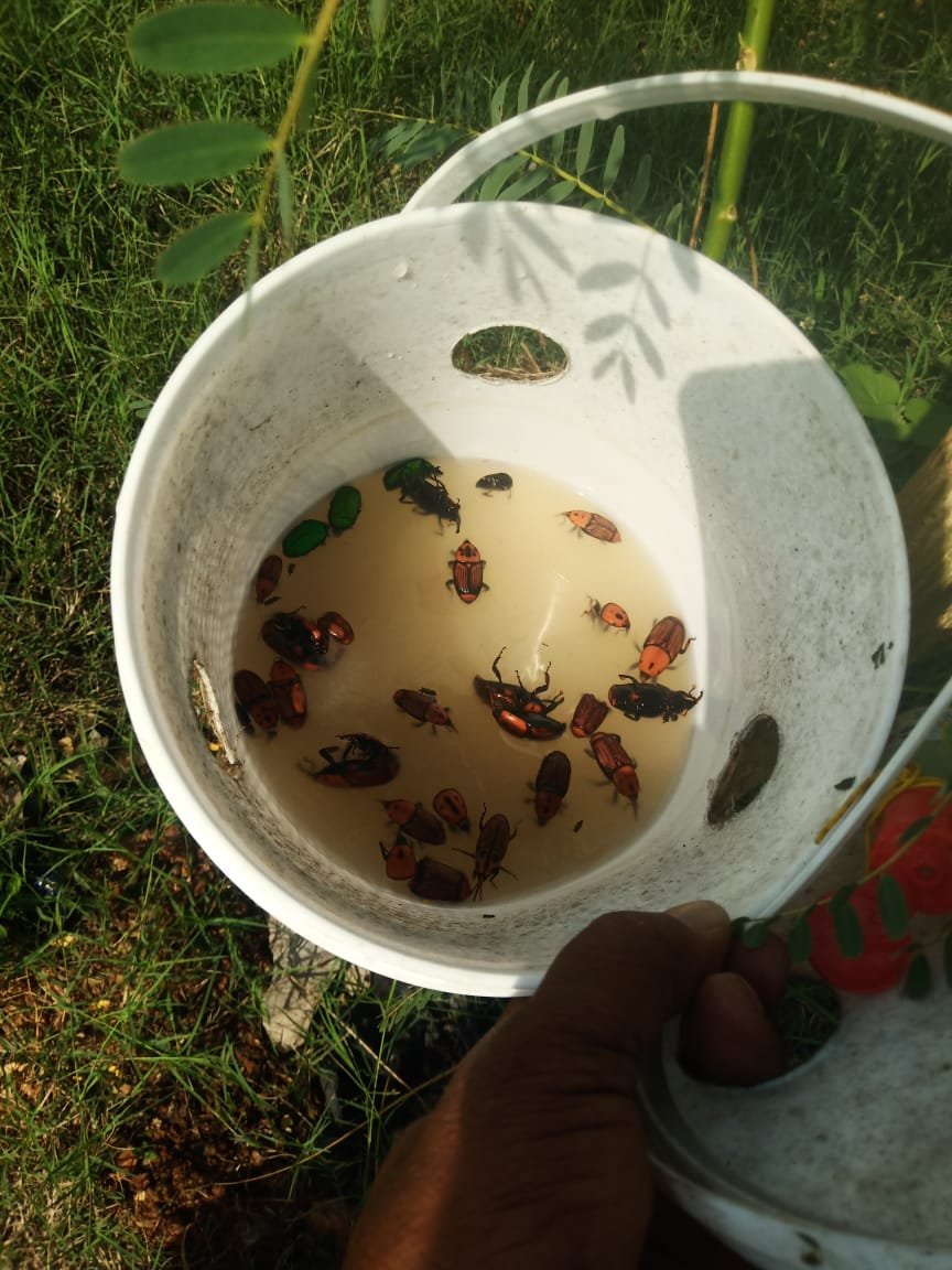 Farm RPW(Red palm weevil) Lure