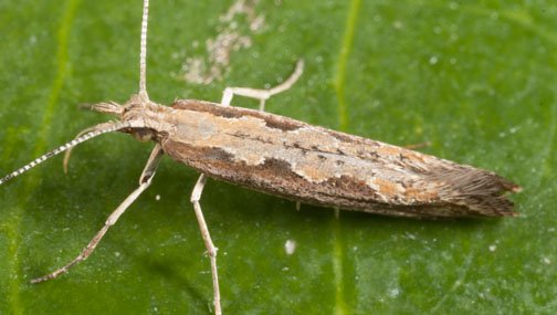 FARM DBM(DIOMOND BLACK MOTH) LURE