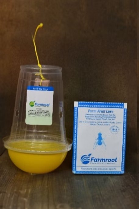Fruit fly trap and lure