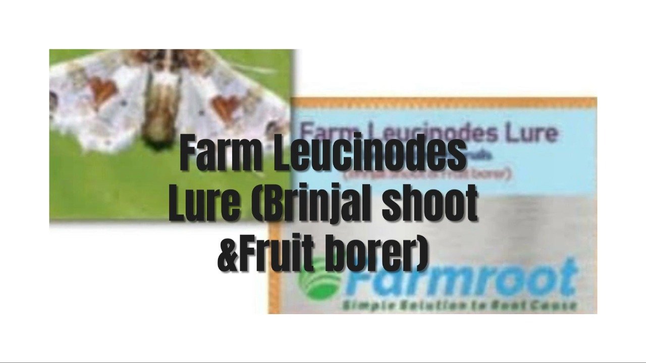 Farm Leucinode (Brinjal)Lure