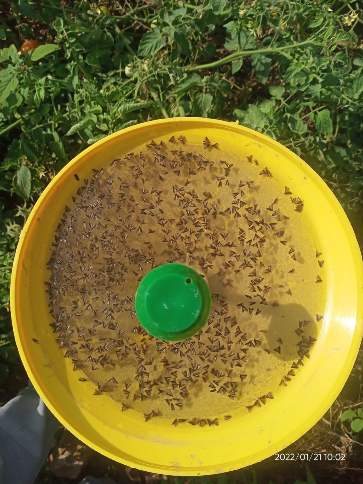 Farm Toom Lure + Water trap