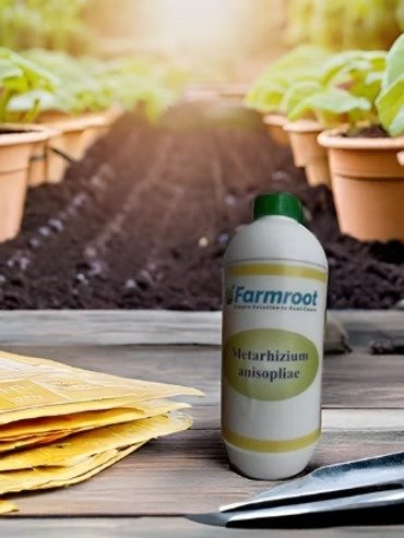 Farm Metarhizium anisopliae