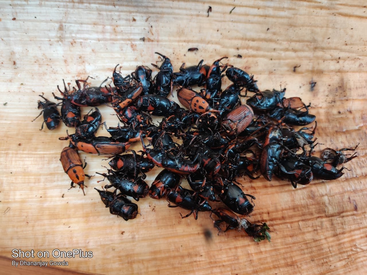 Farm RPW(Red palm weevil) Lure