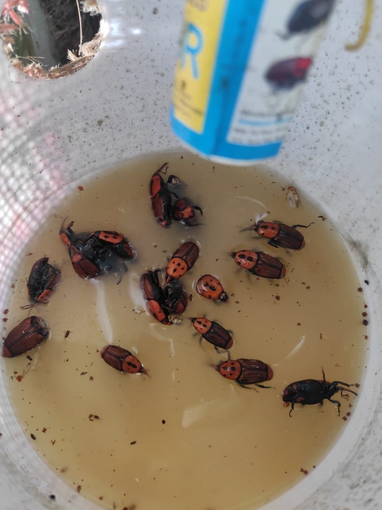 Farm RPW(Red palm weevil) Lure