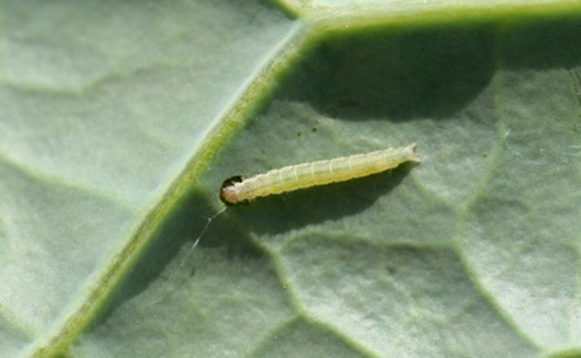 FARM DBM(DIOMOND BLACK MOTH) LURE